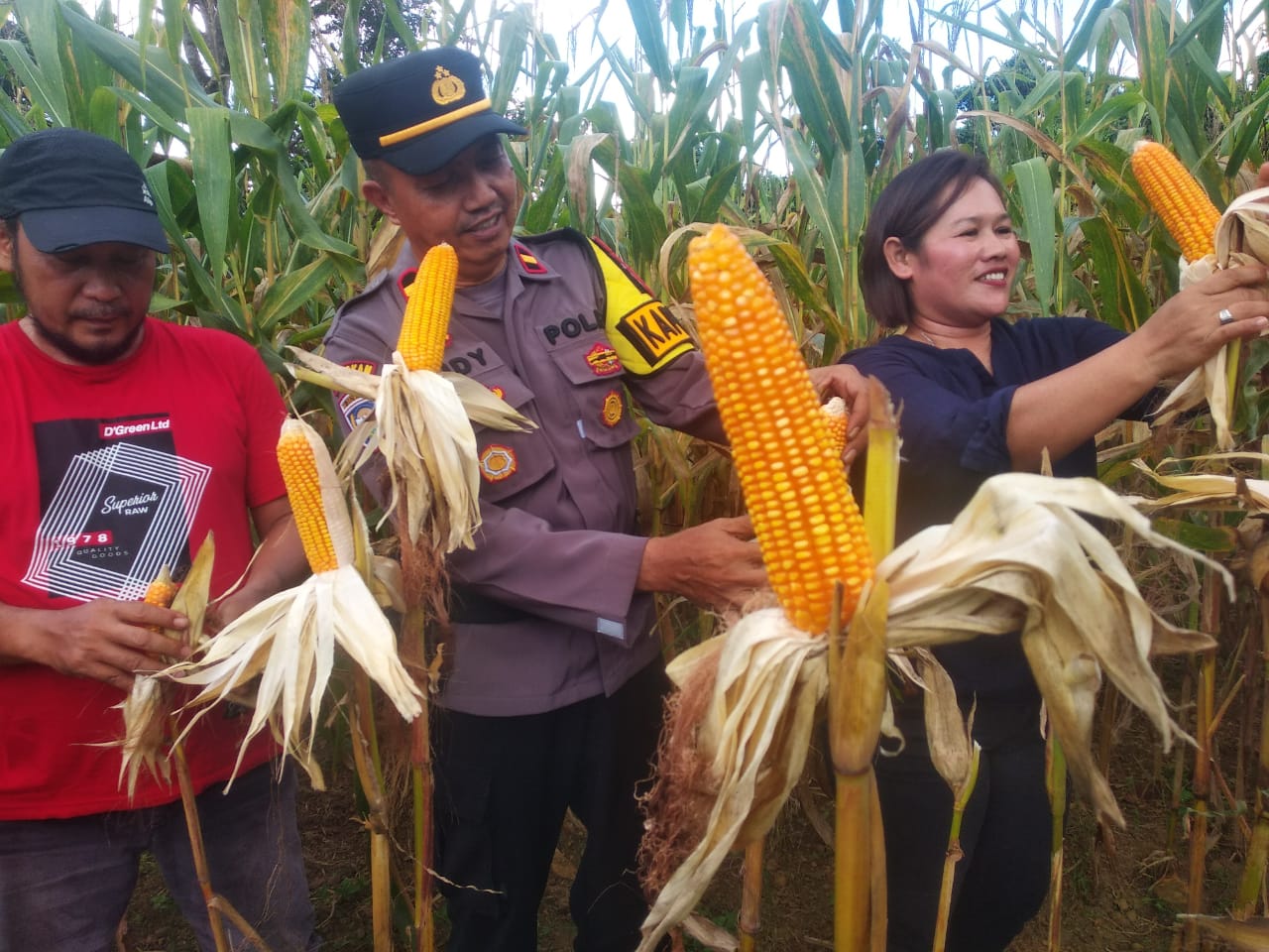 Kapolsek Sebangki Hadiri Panen Perdana Jagung Bersama Kelompok Tani Sumber Rezeki di Desa Agak